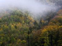 Wolken durchziehen den herbstlichen Waldhang